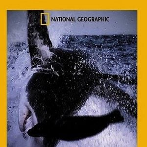 Foto Los depredadores también fallan