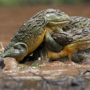 Foto El juego del amor