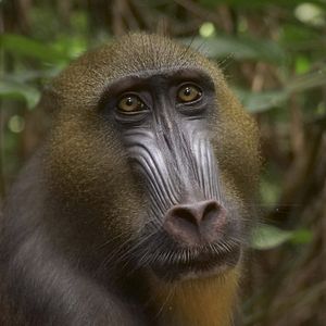 Foto El juego del amor