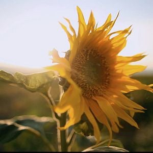 Foto Los girasoles de Van Gogh