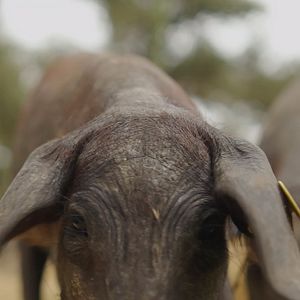 Foto Chef sin desperdicio