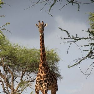 Foto African Safari 3D