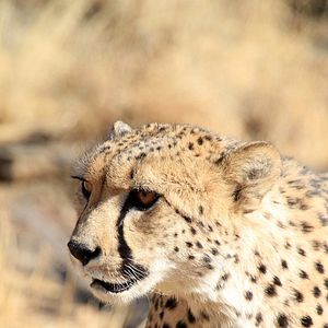 Foto African Safari 3D