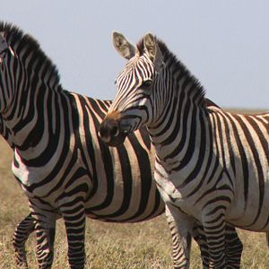 Foto African Safari 3D