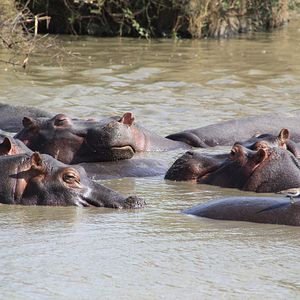 Foto African Safari 3D