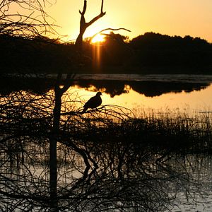 Foto African Safari 3D