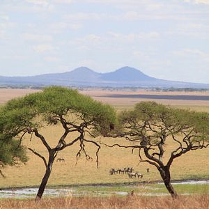 Foto African Safari 3D