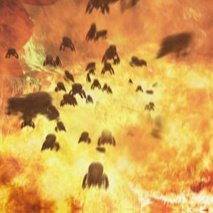 Foto Avispas asesinas