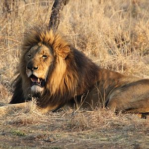 Foto African Safari 3D