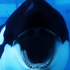 Foto Blackfish