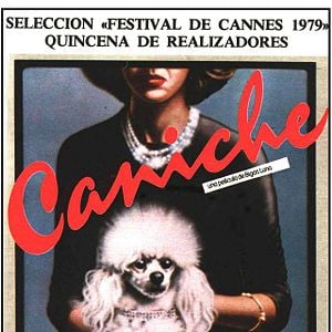 Foto Caniche
