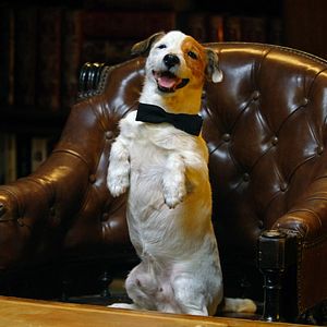 Foto Pancho, el perro millonario