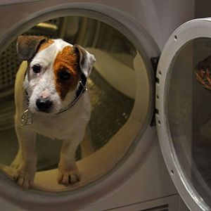 Foto Pancho, el perro millonario