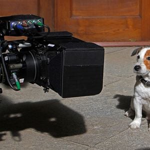 Foto Pancho, el perro millonario