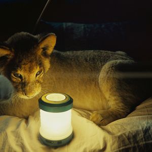 Foto King, mi pequeño rey