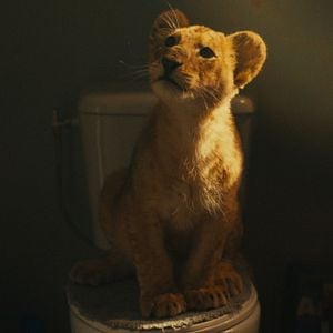 Foto King, mi pequeño rey