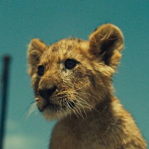 Foto King, mi pequeño rey