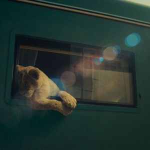 Foto King, mi pequeño rey