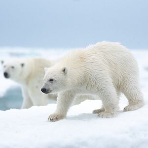 Foto Polar Bear