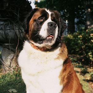 Foto Beethoven: Uno más de la familia