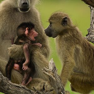 Foto El paraíso que sobrevive: un legado familiar