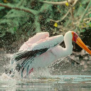 Foto El paraíso que sobrevive: un legado familiar