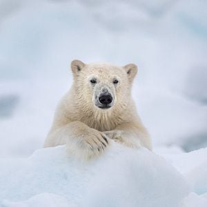 Foto Polar Bear