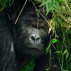 Foto Parques Nacionales majestuosos