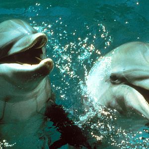 Foto El día del delfín