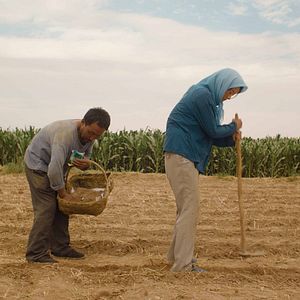 Foto El regreso de las golondrinas