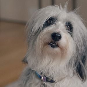 Foto El hombre contra la abeja