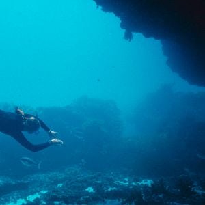 Foto Nadando en libertad