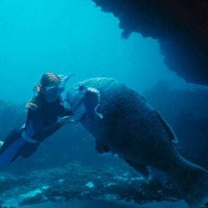 Foto Nadando en libertad