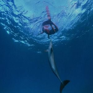 Foto ¿Qué le pasó al rey de los delfines?