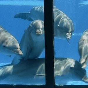 Foto ¿Qué le pasó al rey de los delfines?