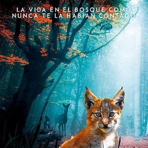 Foto Lincessa. Los silencios del bosque