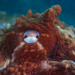 Foto Animales a lo grande