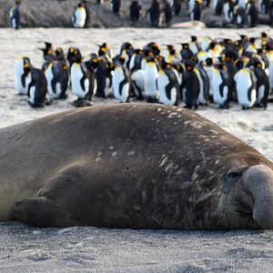 Foto Animales a lo grande