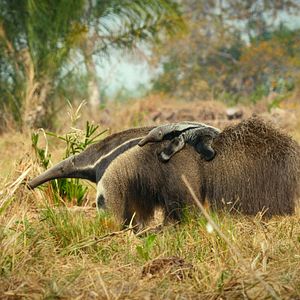 Foto Animales a lo grande