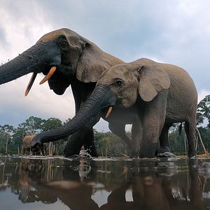 Foto Animales a lo grande