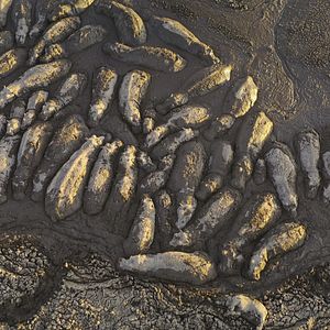 Foto Animales a lo grande