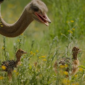 Foto Animales a lo grande