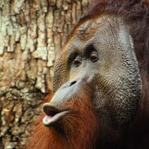 Foto Animales a lo grande