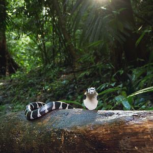 Foto Animales a lo grande