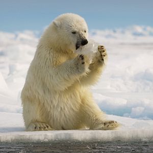 Foto Animales a lo grande