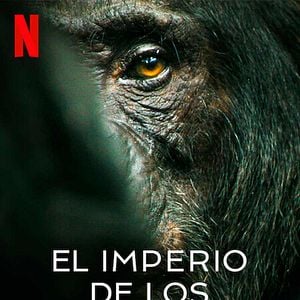 Foto El imperio de los chimpancés