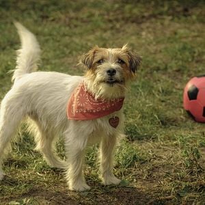 Foto Lassie (Una nueva aventura)