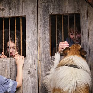 Foto Lassie (Una nueva aventura)