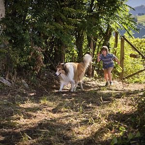 Foto Lassie (Una nueva aventura)