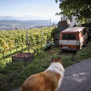 Foto Lassie (Una nueva aventura)